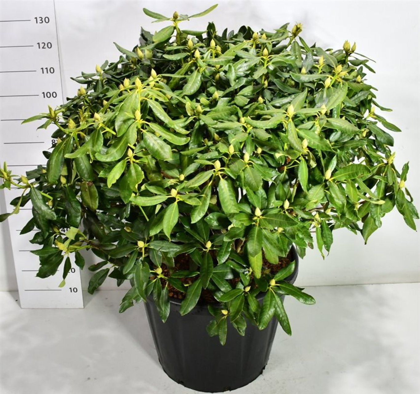 Горшечные цветы и растения оптом Rhododendron Nova Zembla от 1шт из Голландии с доставкой по России