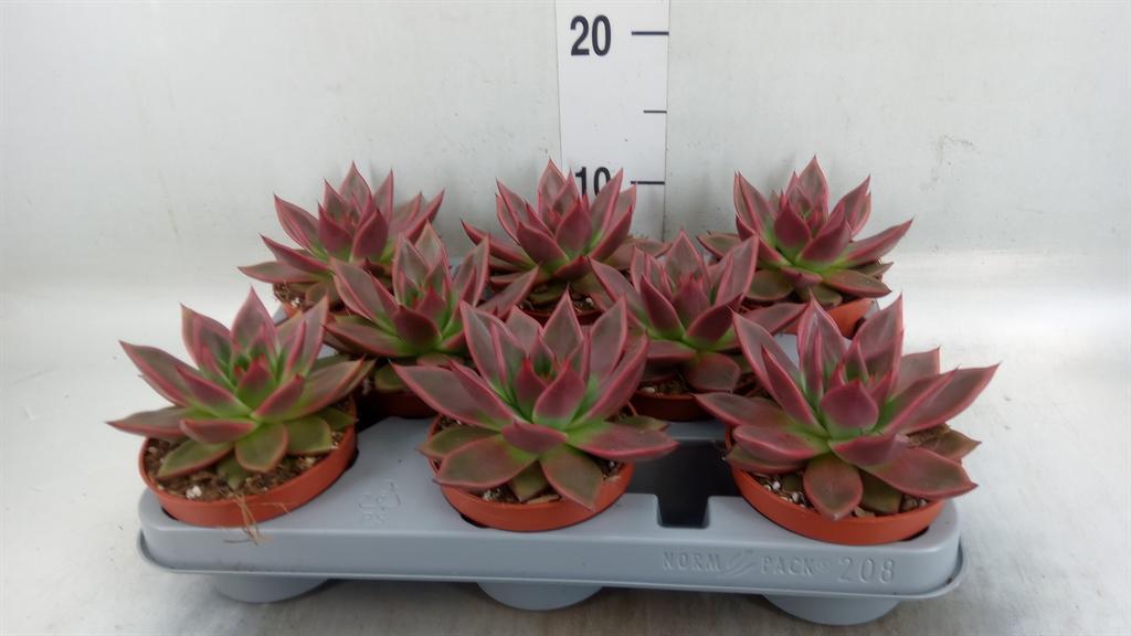 Горшечные цветы и растения оптом Echeveria   ... от 8шт из Голландии с доставкой по России
