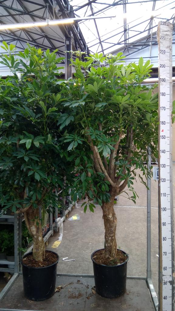 Горшечные цветы и растения оптом Schefflera Arbor. compacta от 1шт из Голландии с доставкой по России