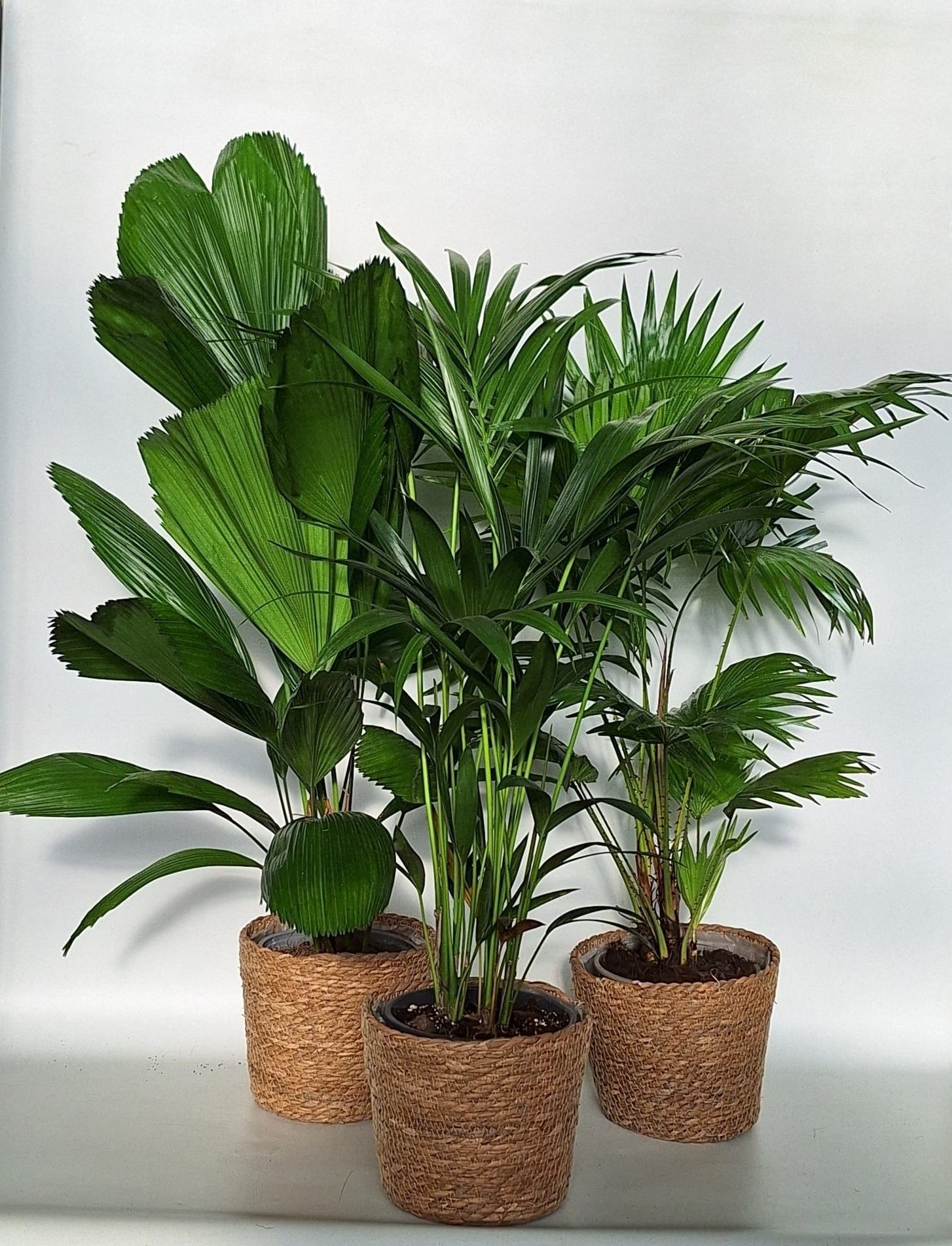 Горшечные цветы и растения оптом Palmen Gem от 3шт из Голландии с доставкой по России