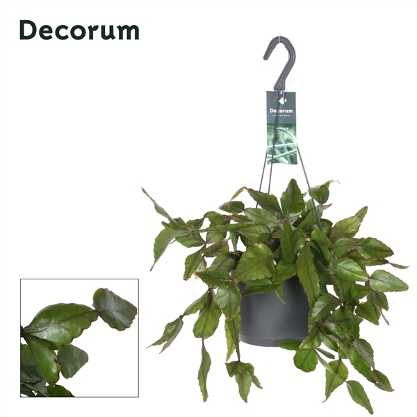 Горшечные цветы и растения оптом Rhipsalis Elliptica (decorum) от 6шт из Голландии с доставкой по России