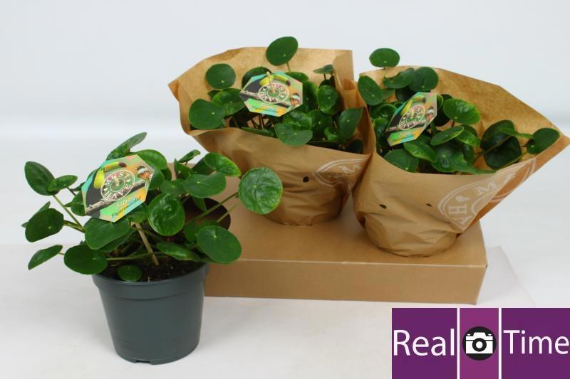 Горшечные цветы и растения оптом Pilea Peperomioides от 3шт из Голландии с доставкой по России