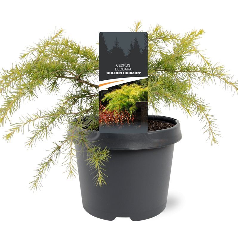 Горшечные цветы и растения оптом Cedrus Deo Golden Horizon от 1шт из Голландии с доставкой по России