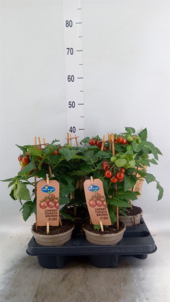 Горшечные цветы и растения оптом Solanum Lycopersicum   ... от 4шт из Голландии с доставкой по России