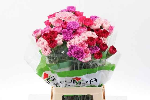 Срезанные цветы оптом Dianthus st mix rainbow pink от 80шт из Голландии с доставкой по России