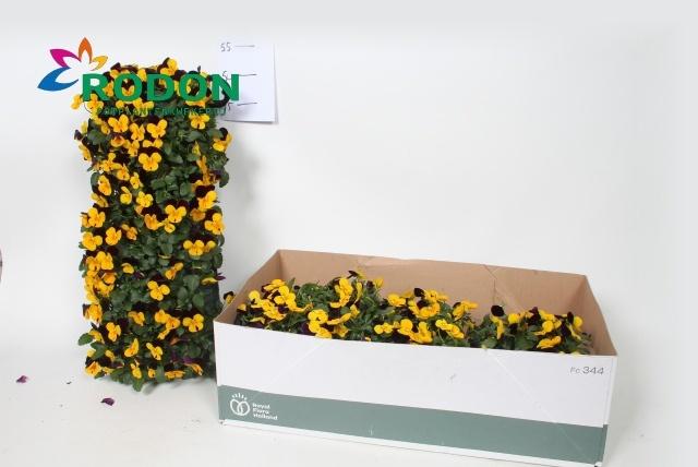 Горшечные цветы и растения оптом Vio Co Em Yel Bu Jup от 2шт из Голландии с доставкой по России