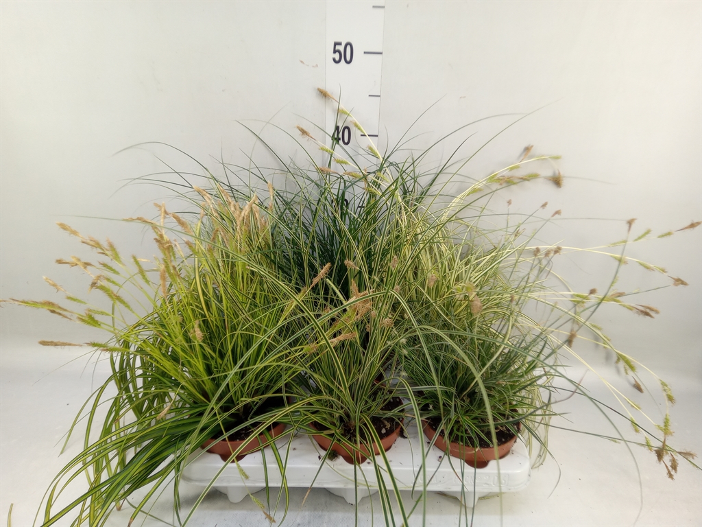 Горшечные цветы и растения оптом Carex   ...mix от 6шт из Голландии с доставкой по России