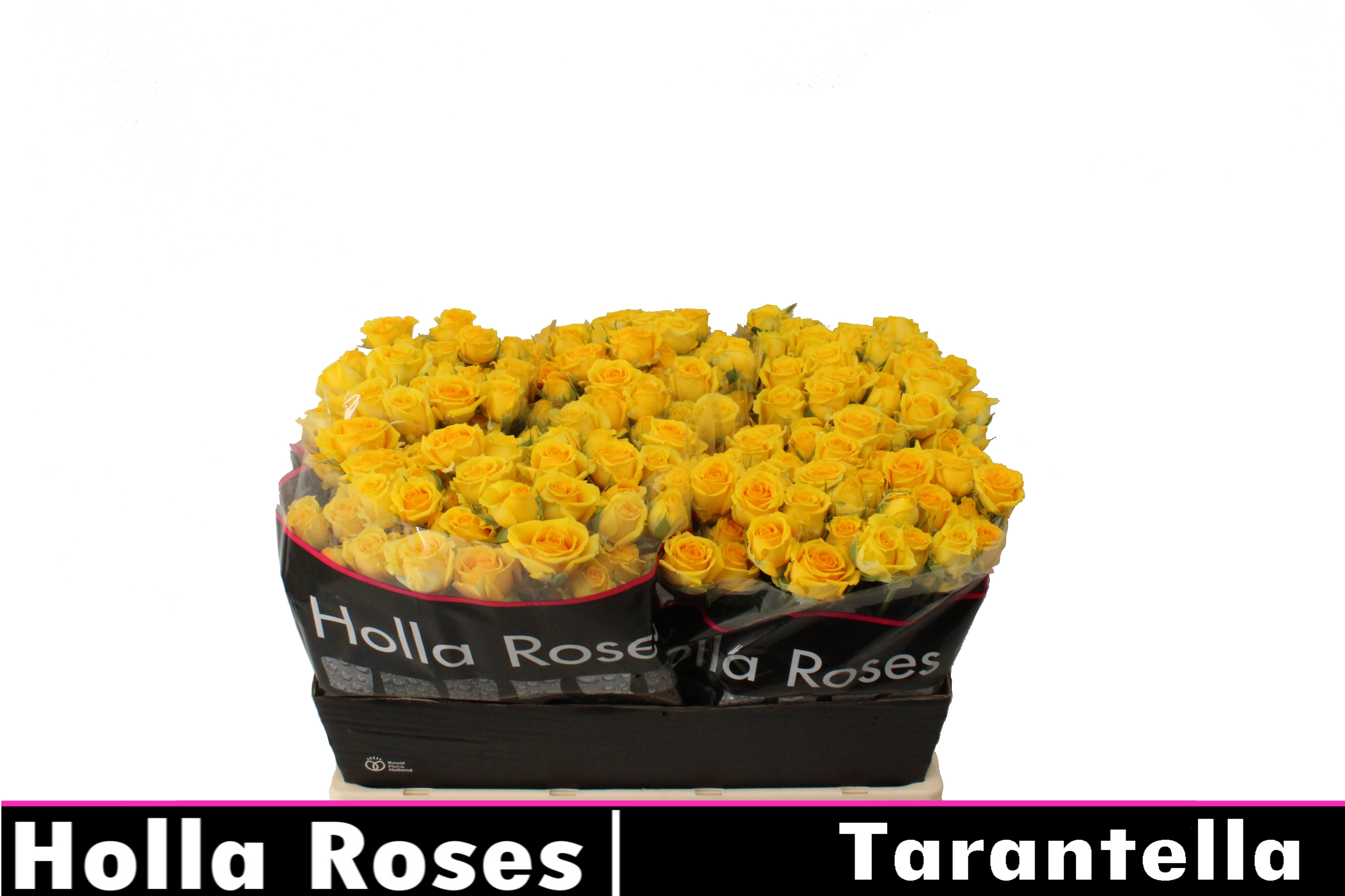 Срезанные цветы оптом Rosa spray tarantella от 50шт из Голландии с доставкой по России