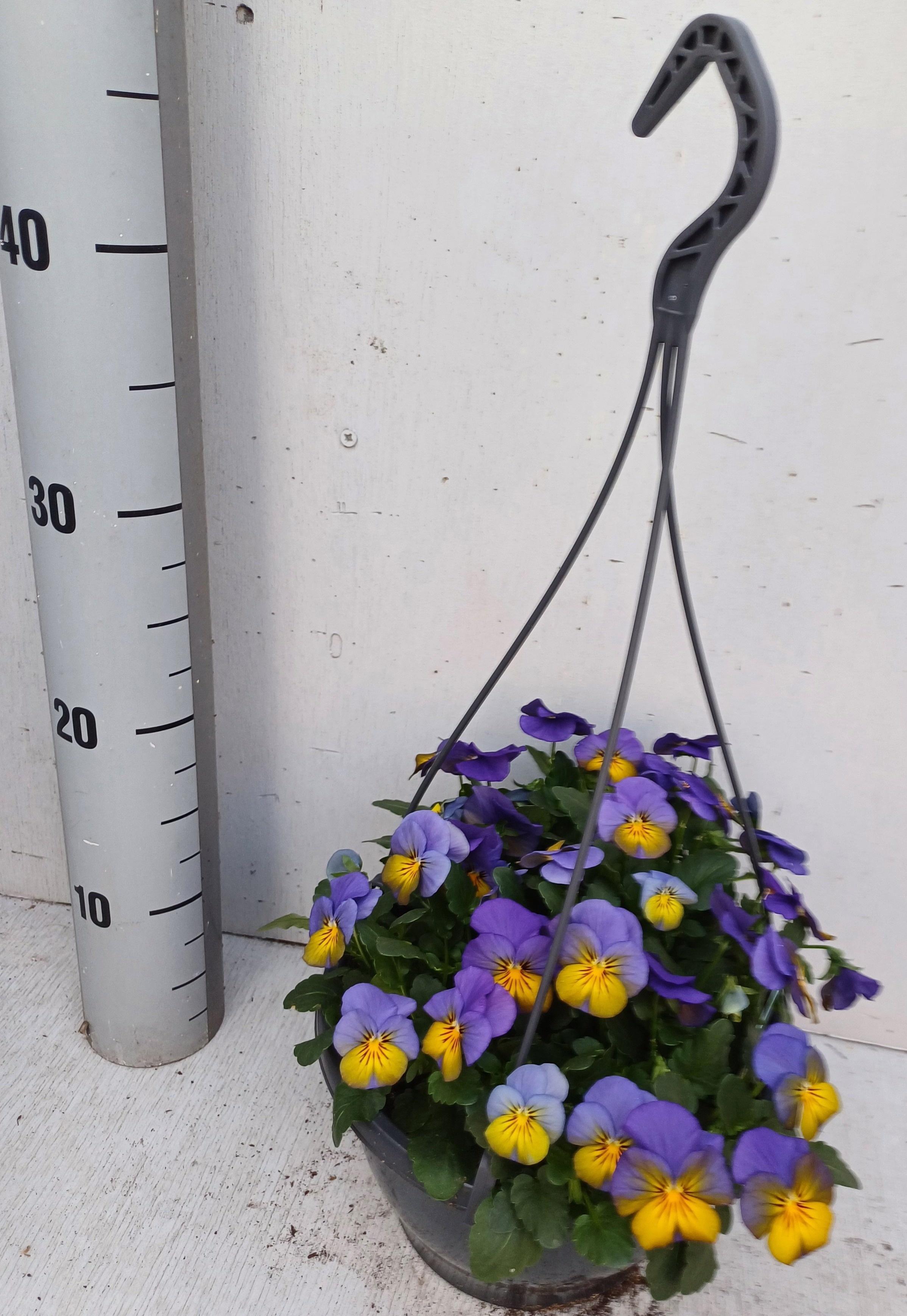 Горшечные цветы и растения оптом Vio Co Em Morpho от 1шт из Голландии с доставкой по России