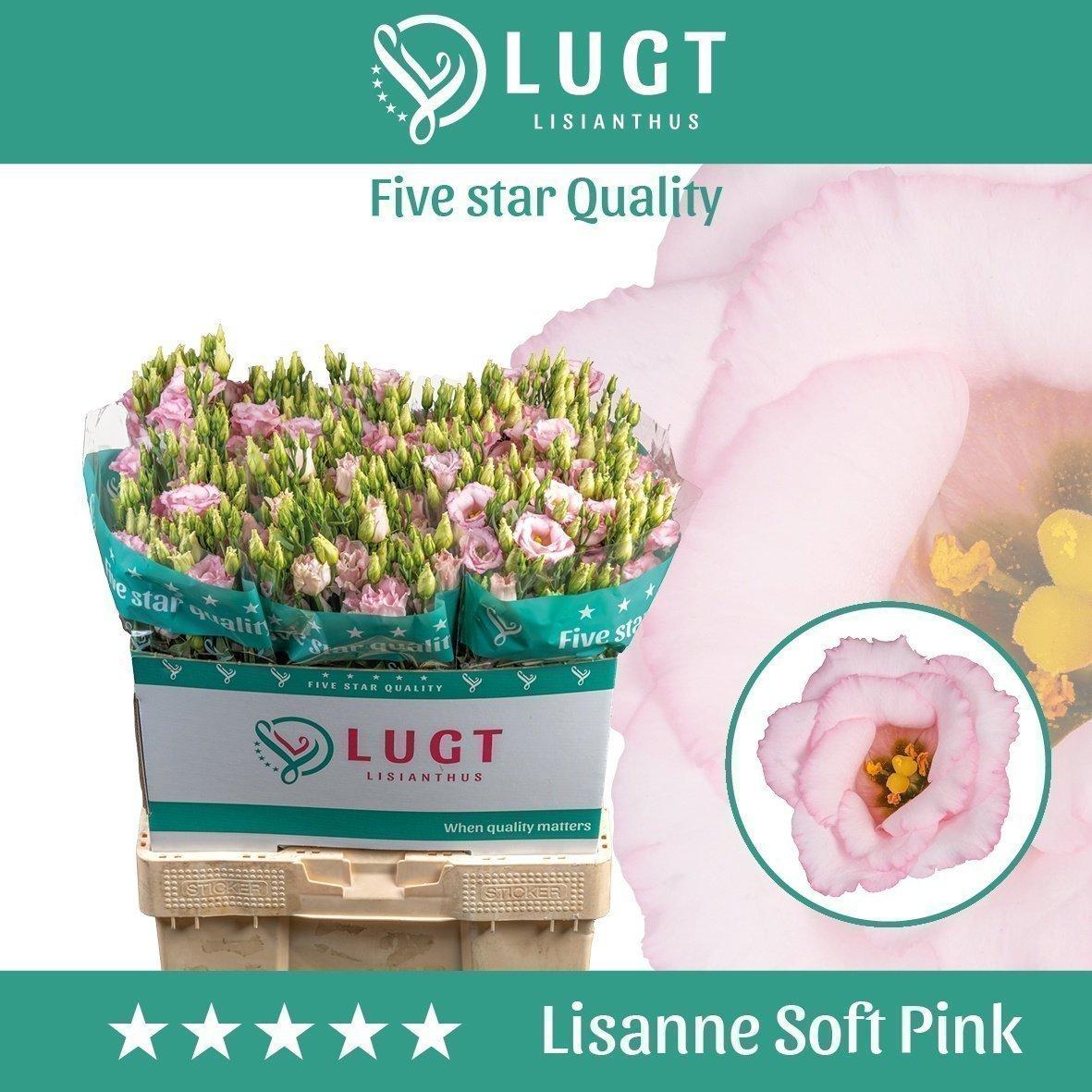 Срезанные цветы оптом Lisianthus do lisanne soft pink A от 40шт из Голландии с доставкой по России