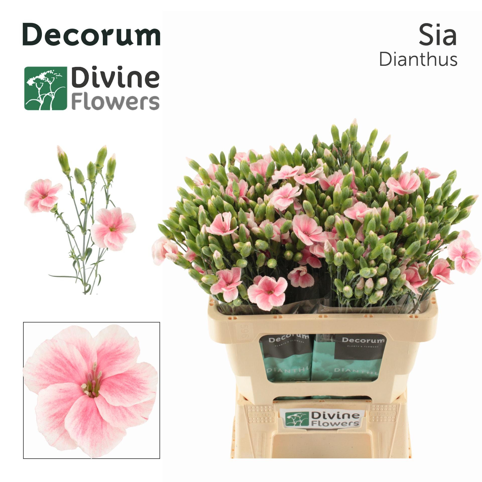 Срезанные цветы оптом Dianthus sp solomio sia от 60шт из Голландии с доставкой по России