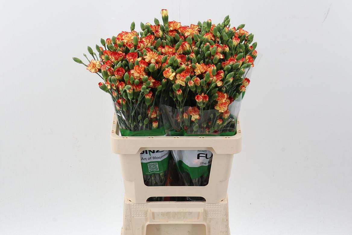 Срезанные цветы оптом Dianthus sp carimbo от 100шт из Голландии с доставкой по России