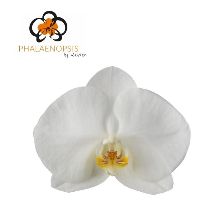 Срезанные цветы оптом Phalaenopsis magnificent maliha (per stem) от 25шт из Голландии с доставкой по России