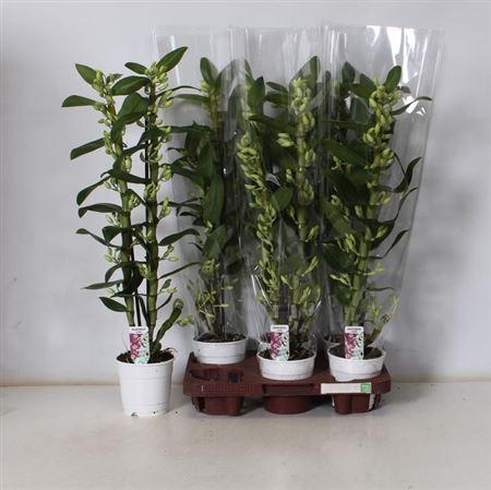 Горшечные цветы и растения оптом Dendr N Sc Apollon 2 Branches от 6шт из Голландии с доставкой по России