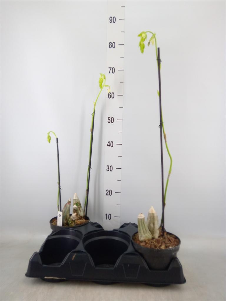 Горшечные цветы и растения оптом Orchideeen   ... от 2шт из Голландии с доставкой по России