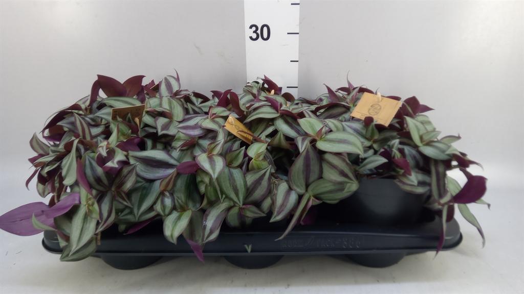 Горшечные цветы и растения оптом Tradescantia Zebr. purpusii от 6шт из Голландии с доставкой по России