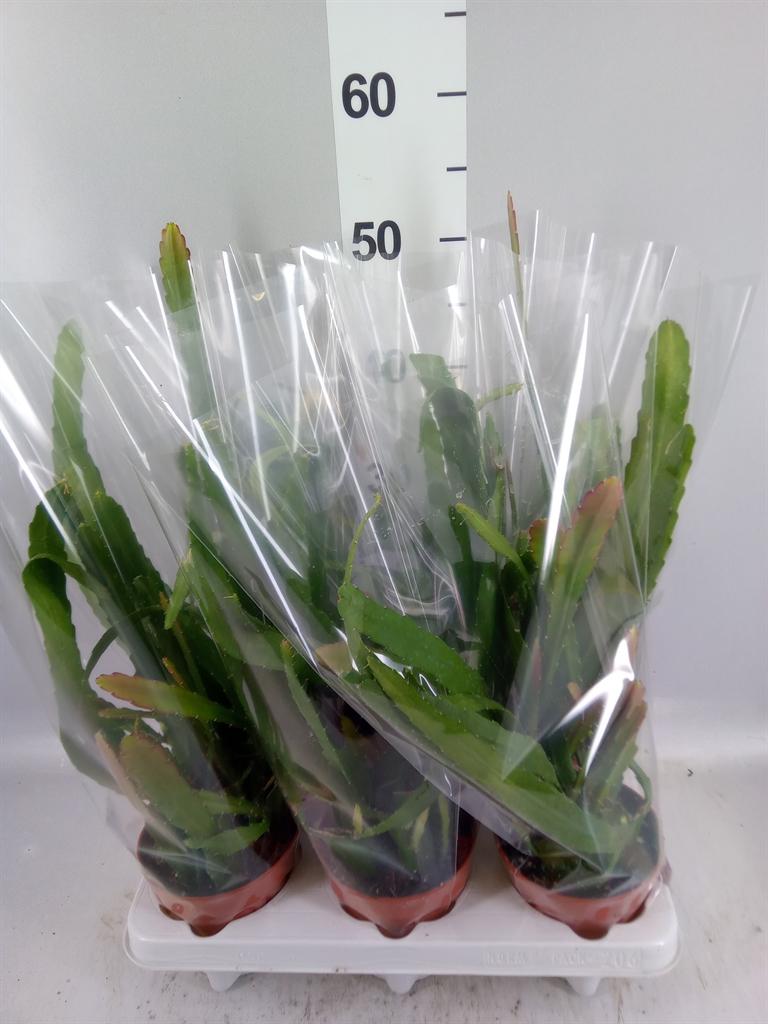 Горшечные цветы и растения оптом Epiphyllum ... от 6шт из Голландии с доставкой по России