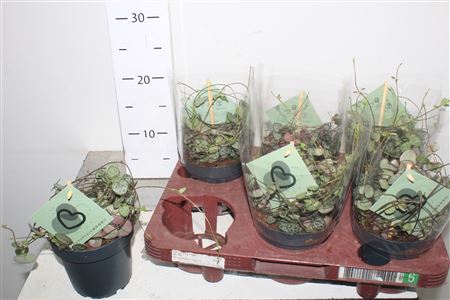 Горшечные цветы и растения оптом Ceropegia Woodii Sup от 6шт из Голландии с доставкой по России