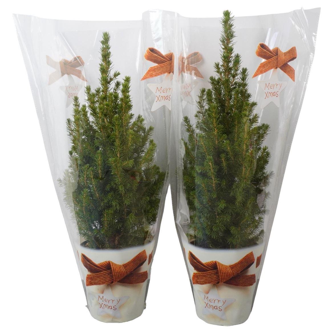 Горшечные цветы и растения оптом Picea Glauca Perfecta In Sleeve от 6шт из Голландии с доставкой по России