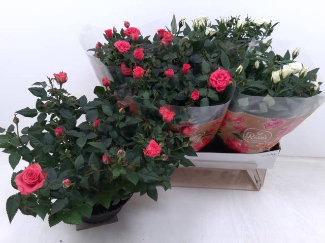 Горшечные цветы и растения оптом Ro Fav Ro Gem от 4шт из Голландии с доставкой по России