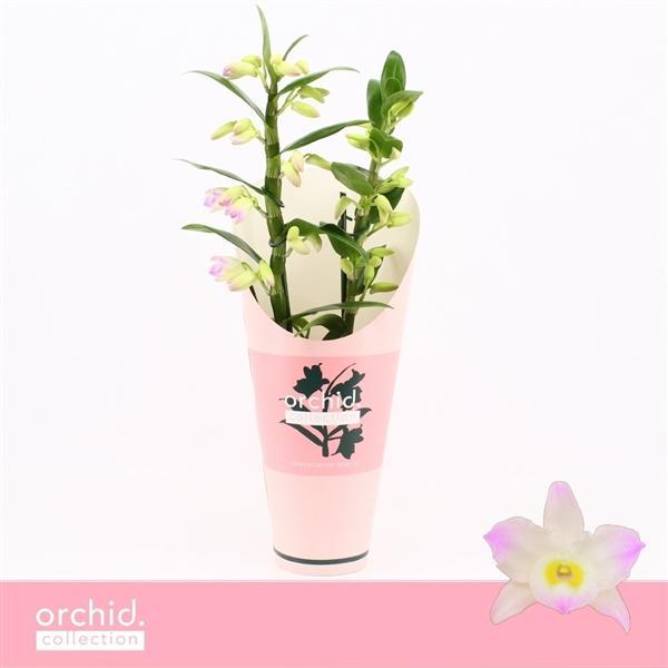 Горшечные цветы и растения оптом Dendr Nob 2st Kumiko Compact Orchid Collection от 6шт из Голландии с доставкой по России