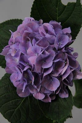 Срезанные цветы оптом Hydrangea milka от 10шт из Голландии с доставкой по России