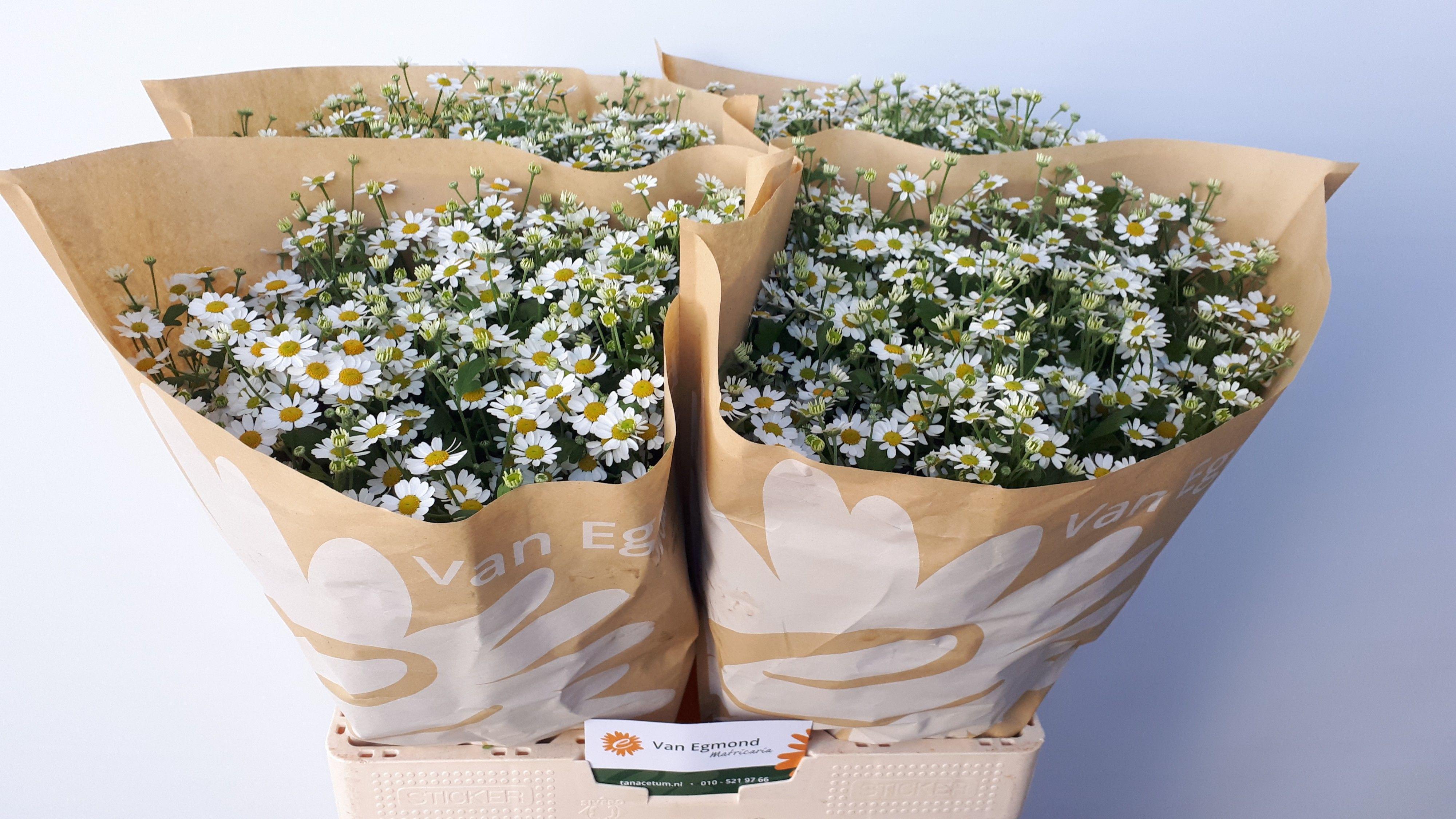 Срезанные цветы оптом Matricaria cameron от 100шт из Голландии с доставкой по России