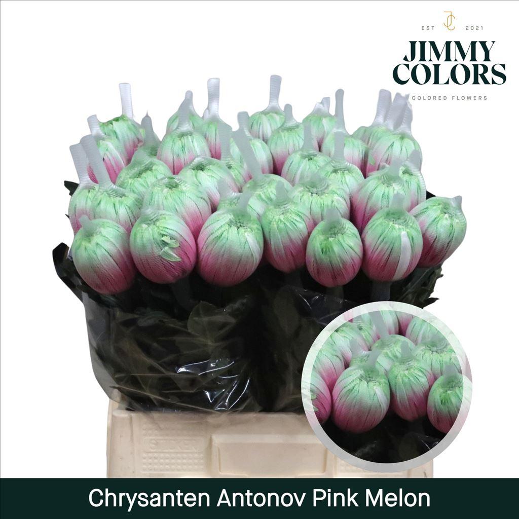 Срезанные цветы оптом Chrys bl paint antonov pink melon от 40шт из Голландии с доставкой по России