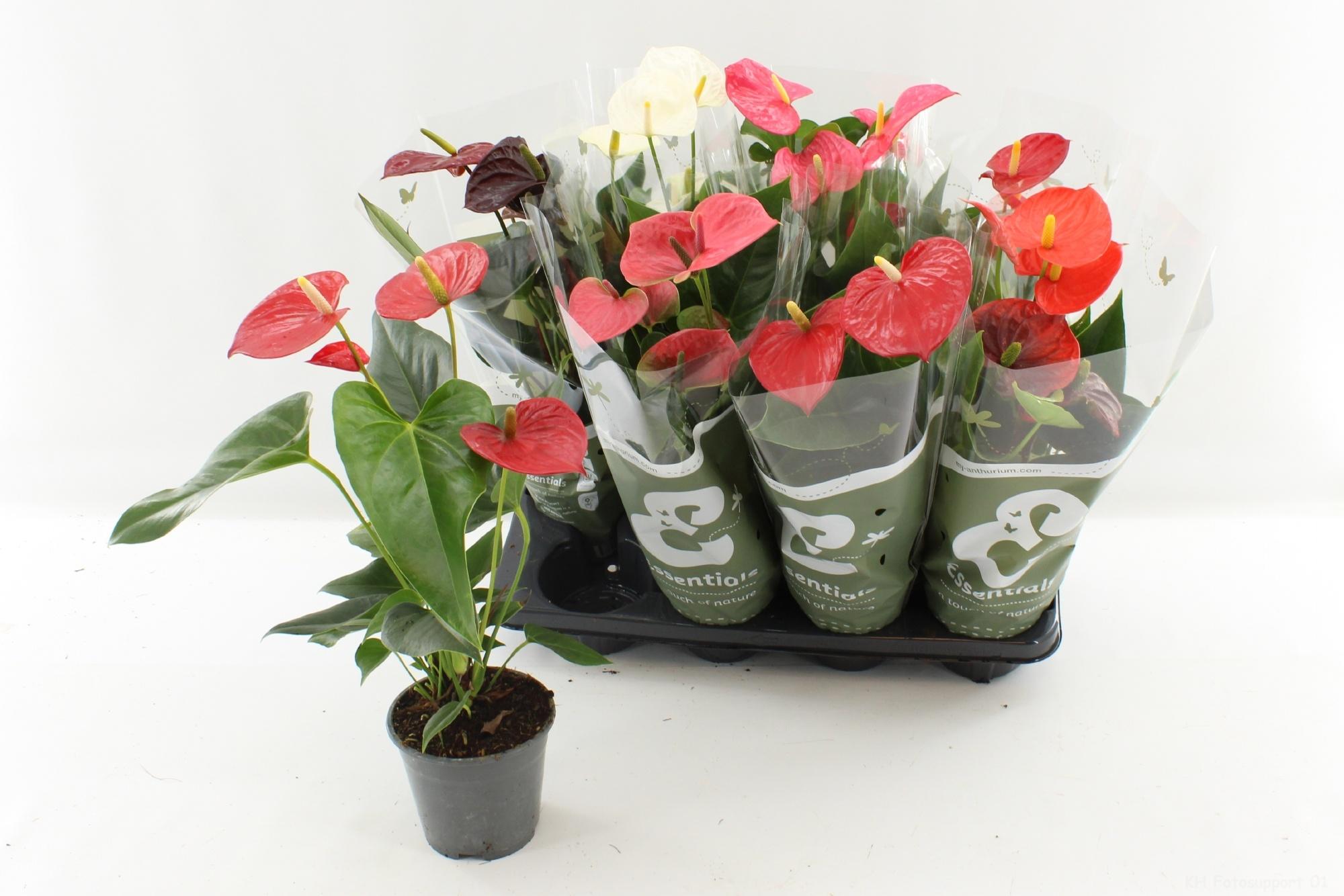 Горшечные цветы и растения оптом Anthu An Gem 4 Kl от 8шт из Голландии с доставкой по России