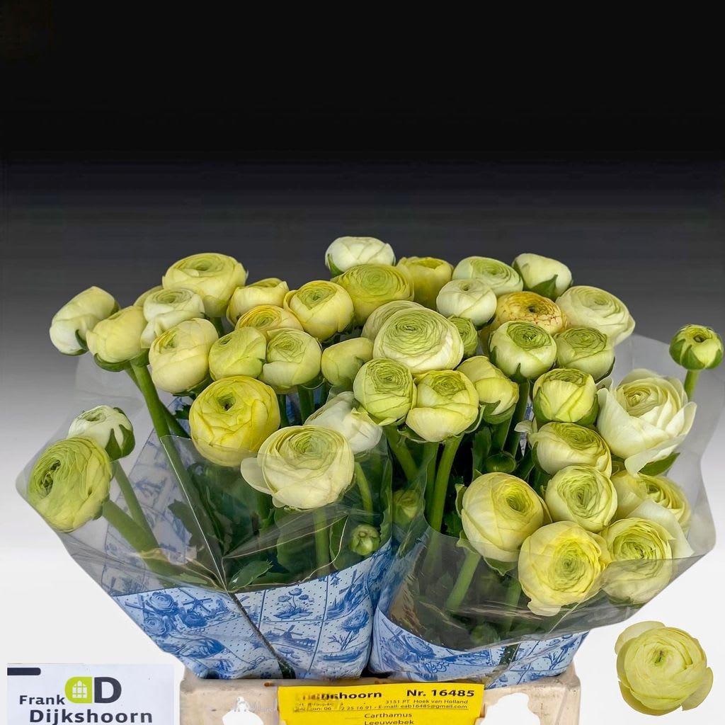 Срезанные цветы оптом Ranunculus aazur cream от 60шт из Голландии с доставкой по России