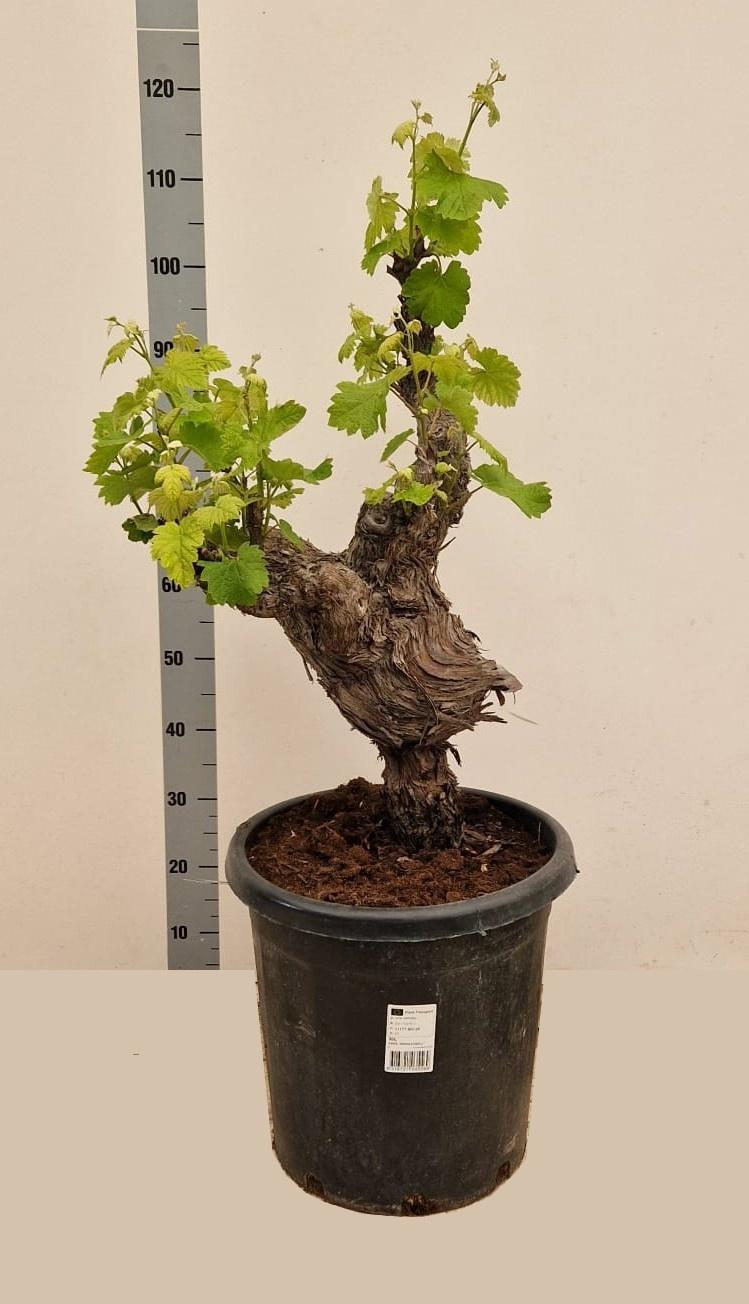 Горшечные цветы и растения оптом Vitis Vinifera от 1шт из Голландии с доставкой по России