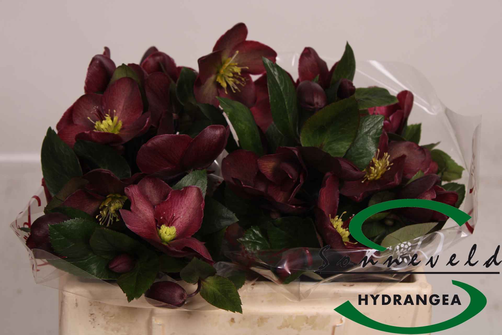 Срезанные цветы оптом Helleborus nora red от 20шт из Голландии с доставкой по России