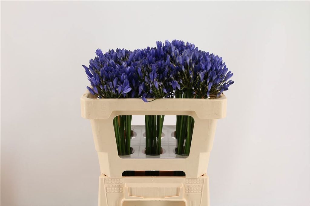 Срезанные цветы оптом Agapanthus uri от 60шт из Голландии с доставкой по России Срезанные цветы оптом Agapanthus uri от 60шт из Голландии с доставкой по России