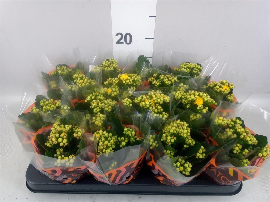 Горшечные цветы и растения оптом Kalanchoe Blos. calandiva Nolin от 16шт (для телеги) из Голландии с доставкой по России