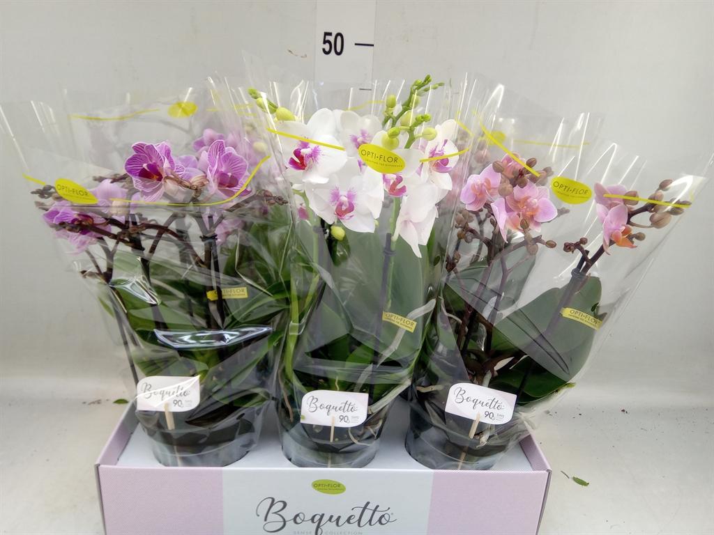 Горшечные цветы и растения оптом Phalaenopsis Multi.   ...mix  3 от 6шт из Голландии с доставкой по России