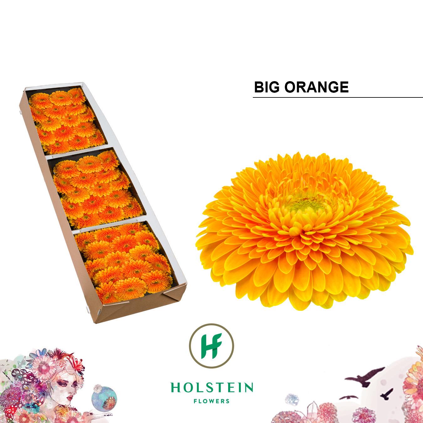 Срезанные цветы оптом Gerbera gerponi big orange от 45шт из Голландии с доставкой по России