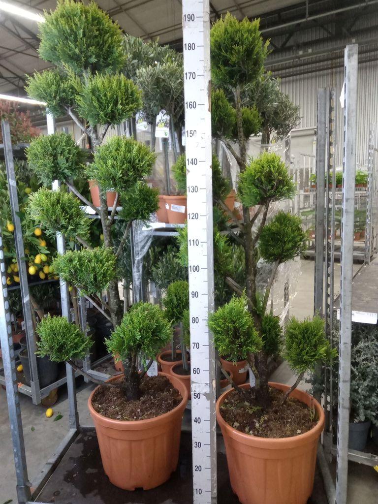 Горшечные цветы и растения оптом Xcupressocyparis Ley.   ... от 1шт из Голландии с доставкой по России