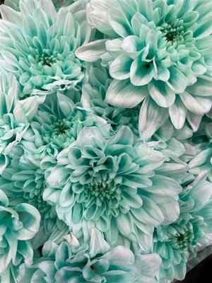 Срезанные цветы оптом Chrys sp paint baltica pastel mint от 40шт из Голландии с доставкой по России