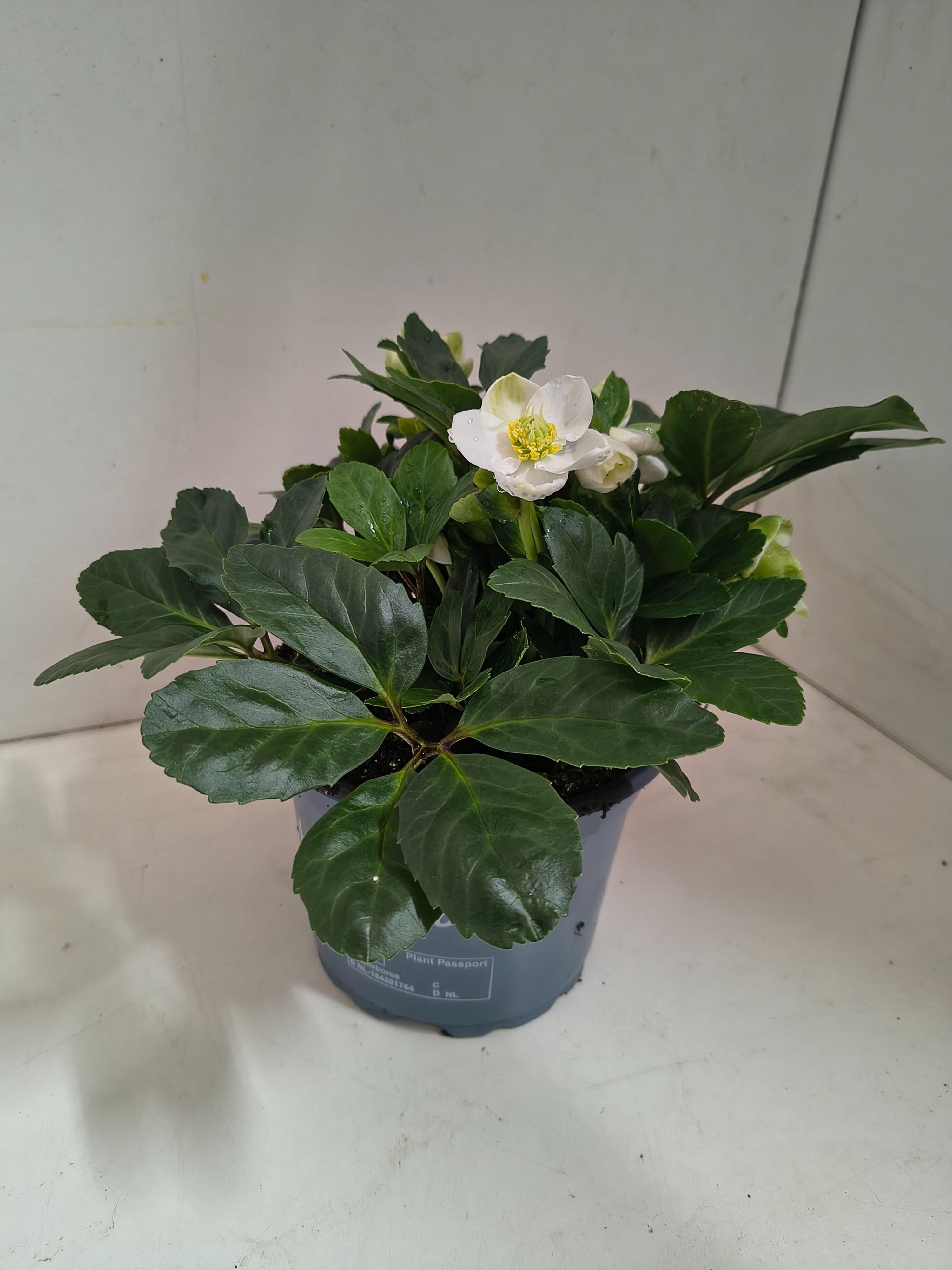 Горшечные цветы и растения оптом Helleborus Nig. Christmas Carol от 6шт из Голландии с доставкой по России