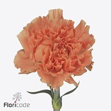 Срезанные цветы оптом Dianthus st caramel cowboy от 80шт из Голландии с доставкой по России