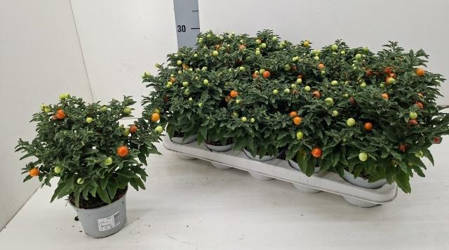 Горшечные цветы и растения оптом Solan Pseudocapsic от 15шт из Голландии с доставкой по России