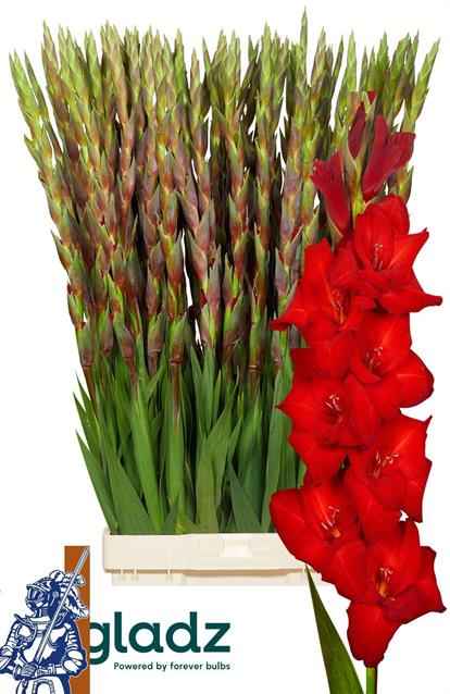 Срезанные цветы оптом Gladiolus la red balance от 100шт из Голландии с доставкой по России