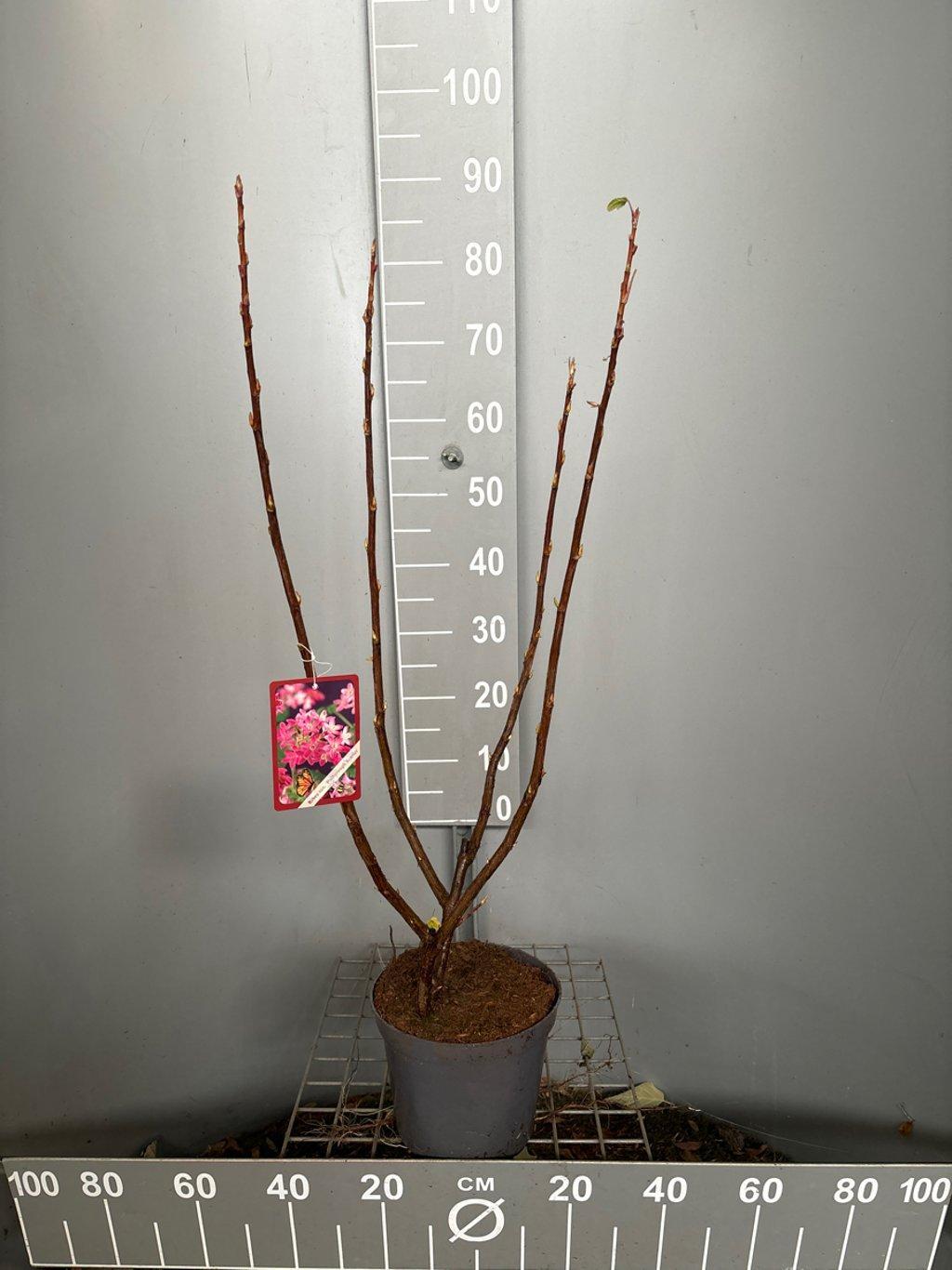 Горшечные цветы и растения оптом Ribes Sanguineum от 1шт из Голландии с доставкой по России