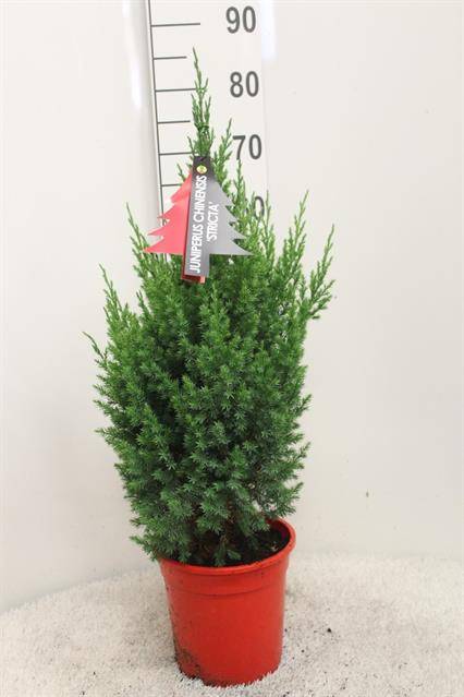 Горшечные цветы и растения оптом Juniperus Chin. Stricta от 1шт из Голландии с доставкой по России