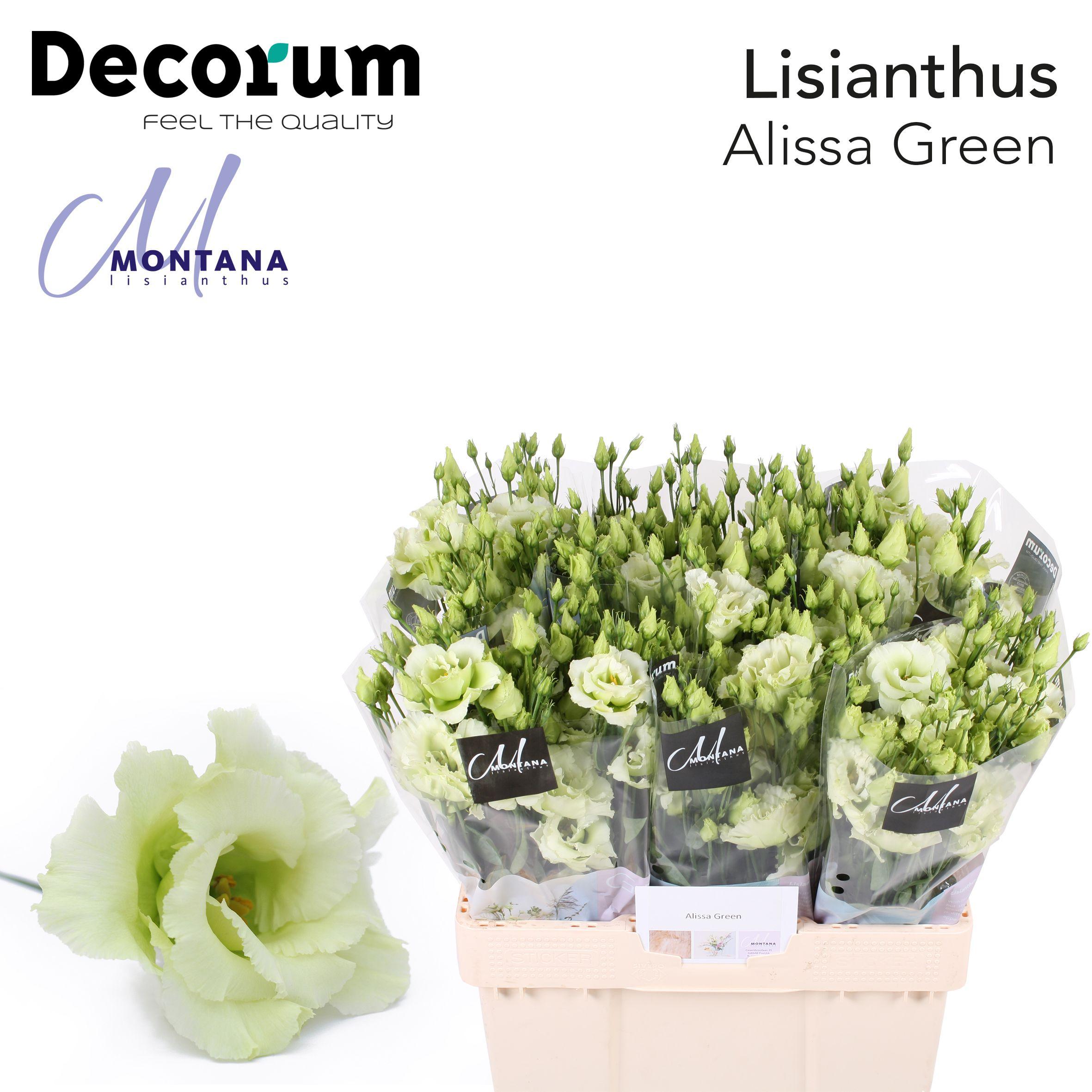 Срезанные цветы оптом Lisianthus do alissa green от 80шт из Голландии с доставкой по России