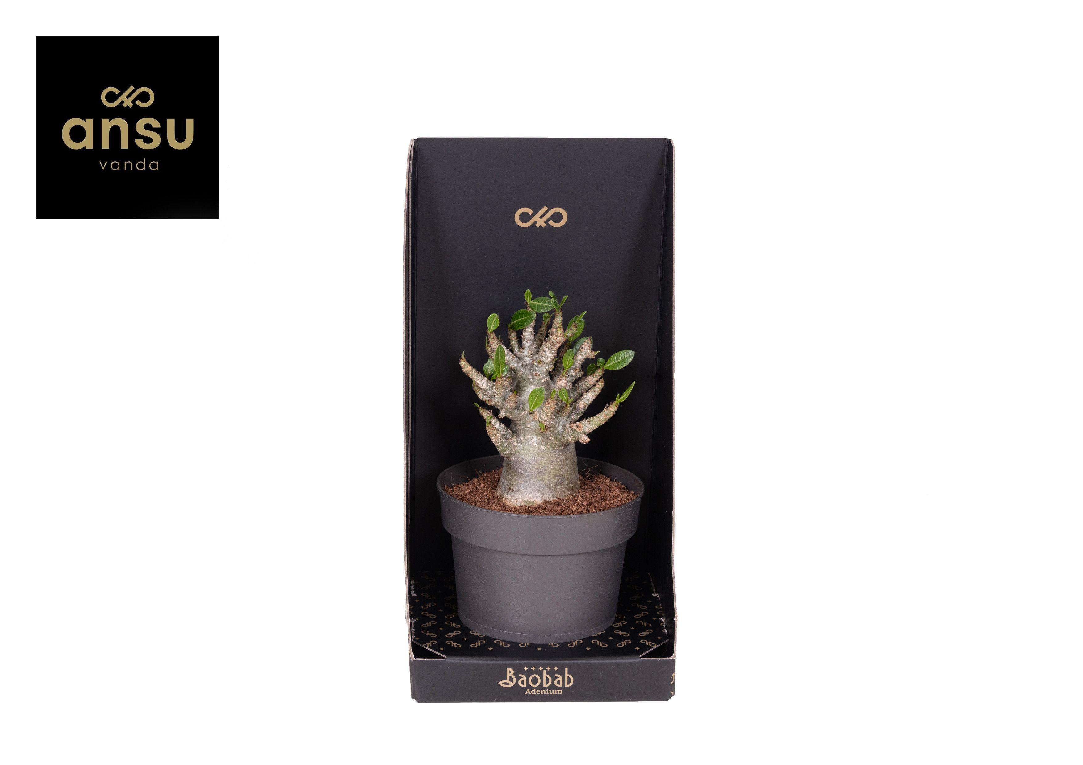 Горшечные цветы и растения оптом Baobab Adenium - Collection от 4шт из Голландии с доставкой по России