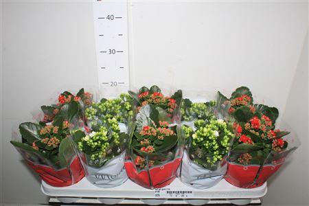 Горшечные цветы и растения оптом Kal Ge Gem 2 Kl 12cm Pot от 10шт из Голландии с доставкой по России