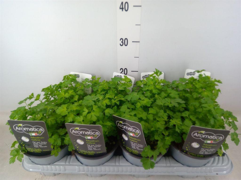 Горшечные цветы и растения оптом Tuinkruiden   ... от 8шт из Голландии с доставкой по России