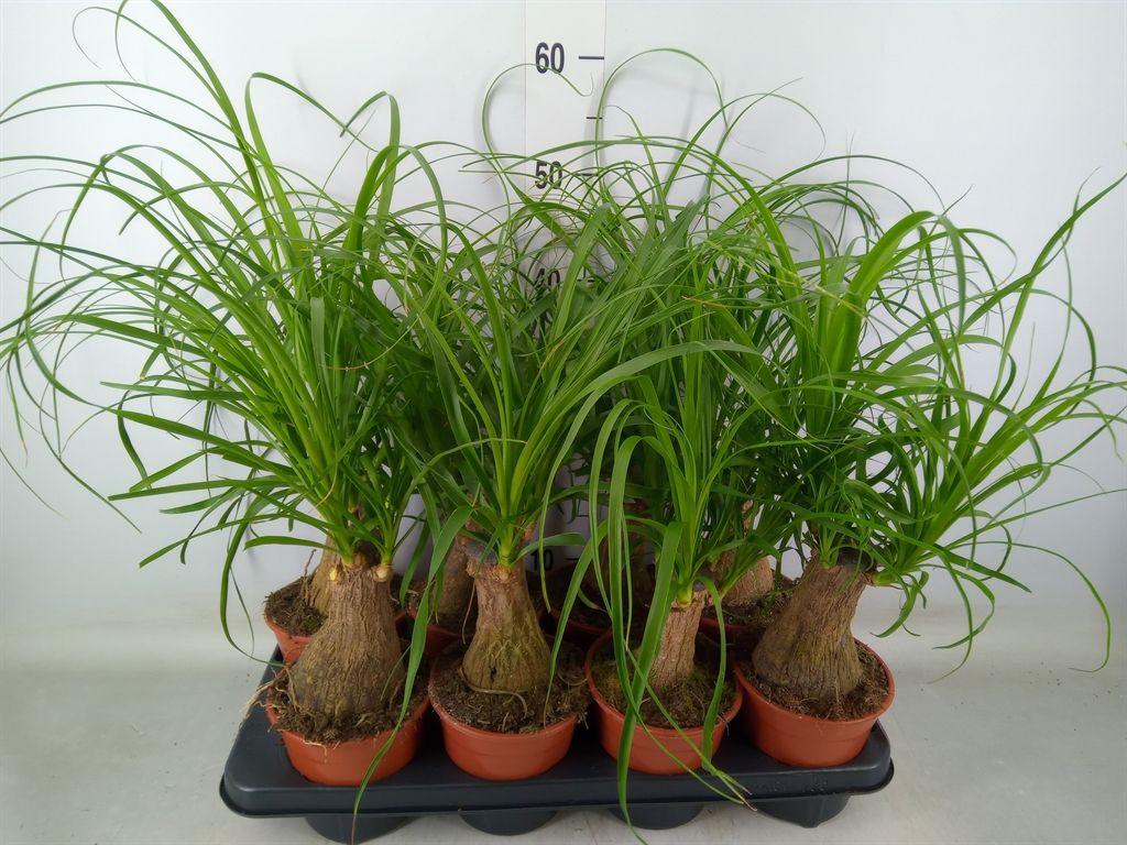 Горшечные цветы и растения оптом Beaucarnea Recurvata от 8шт из Голландии с доставкой по России