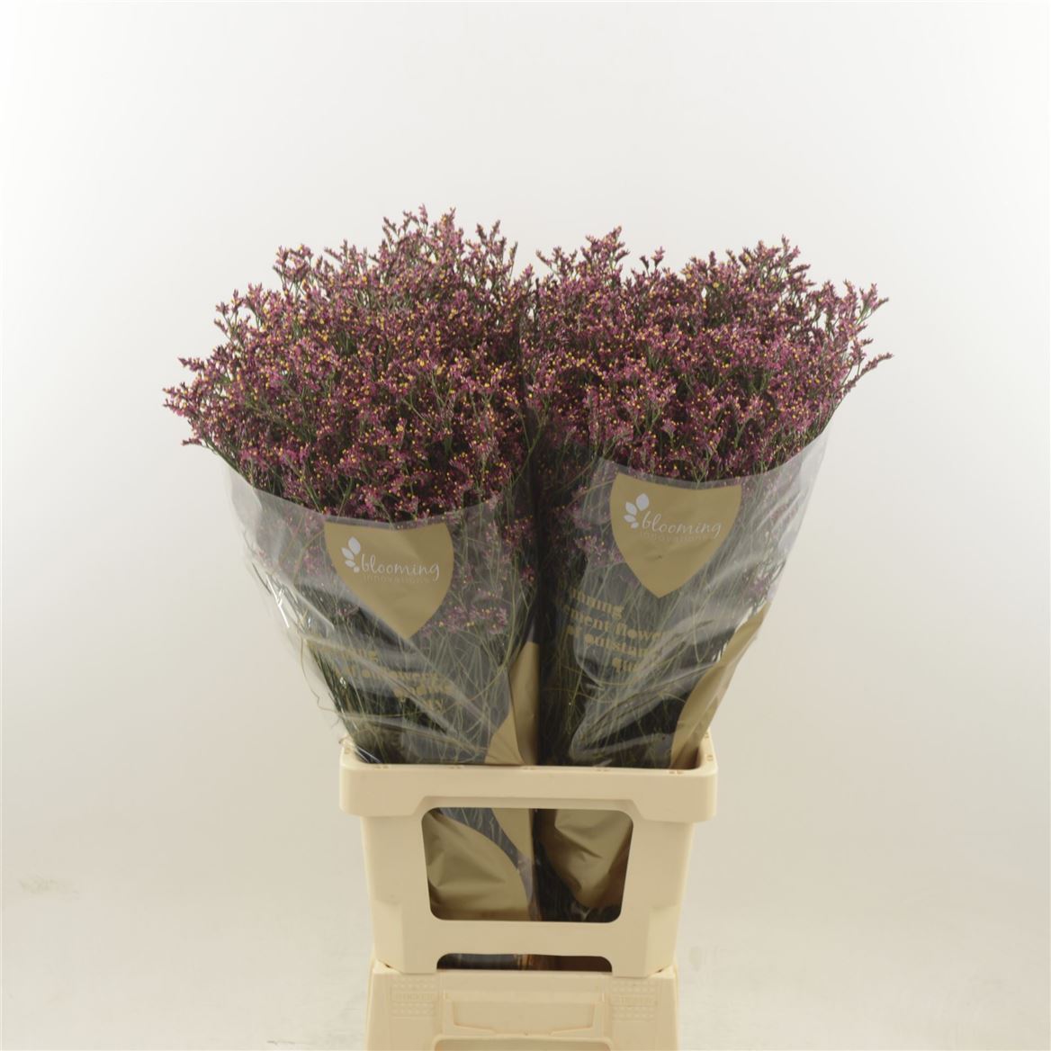 Срезанные цветы оптом Limonium scarlett diamond от 900шт из Голландии с доставкой по России